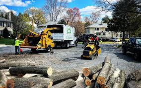Reliable Chamberlayne, VA Tree Care Solutions